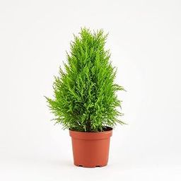 OhhSome Golden Cypress Indoor & Outdoor Air Purifying Plants For Home Garden (Healthy Live Plant)-image-65