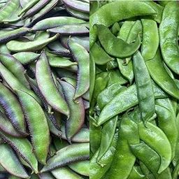 Natura GreenHouse Combo Of 2 Types Sem Phali (12 + 13) Seeds seeds, Lima Beans Seeds (25 Seeds) Seeds For planting And Home And Home gardening-image-69
