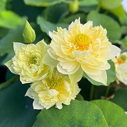 ALOCHUZ Rare All Season Yellow Hybrid Lotus Live Plant Big Water Lily (TUBER Root) Orginal Variety Guarante Blooming With in 30 Days For Outdoor & Indoor Plant-image-62