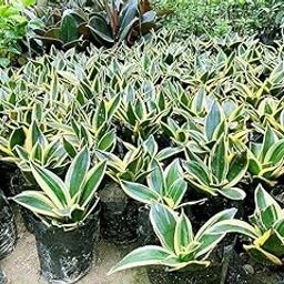 Snake Plant in Indoor Air-Purifying Plant, Modern Home and Office Decor Pack Of(2) A23-image-59