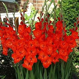 Gladiolus Double Petal Flower Bulbs Pack Of 15 By LIVE GREEN (Red)-image-55