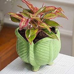 Plantorish_Aglaonema (Lipstick Single Stem) Natural Live Indoor Plant | Healthy Live Plant | For Home, Office, Livingroom, Bedroom, Garden Décor (Pack of 1)_F44-image-85