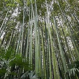 Southside Naturals 60 Bambusa Bamboo Tree Seeds | Fast Growing Common Bamboo Beej | Easy to Grow Indian Thorny | Bamboo Seed For Gardening & Planting | Tall Tree-image-13