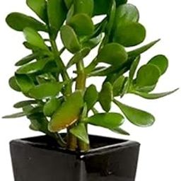 Pedpoudhe Crassula Ovata Succulent (Lucky Vastu Plant) Live Plant (Original Seller Pedpoudhe For Genuine Plant)).-image-38