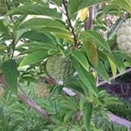 Mphmi Live Plant Nursery NCR Annona atemoya, Lakshmana phal (Grown through seeds) - Plant (Plant Height 4 inches, Pack of 1 Annona atemoya Plant)-picture-17