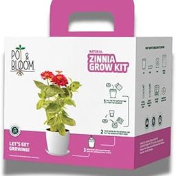Pot and Bloom Zinnia Gardening Kit | Complete Home Gardening Set with Zinnia Seeds, Pot, Potting Mix (Soil & Fertilizer), and Plant Growth(nutrition) and Protection Spray | Ideal Return Gift-image-90