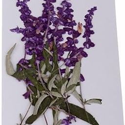 CALANDIS™ 10 Pcs Dried Pressed Flowers for DIY Scrapbooking Crafts Purple Flowers | Dried Flowers | Dried Botanicals & Potpourri | Floral Crafts | Home Arts & Crafts-26