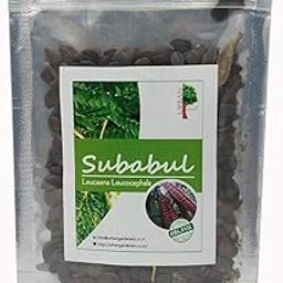 Safed Babool (Subabool) for planting - 100Gms-image-7