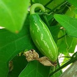 Ivy gourd plant seeds (10 stem)-image-7