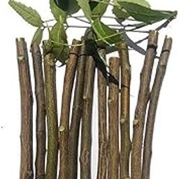 Natural Neem Chew Sticks/Tree Datun Twigs Organic Manual Toothbrush for Adults, 20 Pieces Neem Chew Sticks/Tree Datun Twigs Organic Manual Toothbrush for Adults, 20 Pieces-image-58