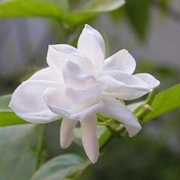 Futaba Jasmine Flower Seeds White Jasmine Seeds - 50 Seeds-picture-11