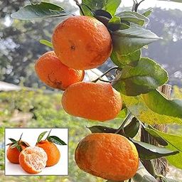 HAPING Darjeeling Orange Santra Grafted Fruit Live Plant (1.5-2 Feet Height)-image-83