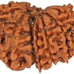 TRINETRA GEMS Stone Genuine 14 Mukhi Rudraksha Nepali Beads Superb Brown चौदह मुखी रुद्राक्ष for Make Pendant Original Fourteen Face Rudraksha IGL Lab Certified Chaudah Mukhi Rudraksha-21