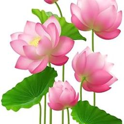 SS Dcor Decorative Lotus Flowers Wall Sticker for Home Decoration (52 Cm X 64 Cm)-image-102