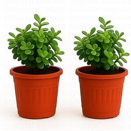 SAWNER Crassula Ovata Jade Plant with Pot Big Leaf Lucky plant (Pack of 2, 2 Plants)-image-8