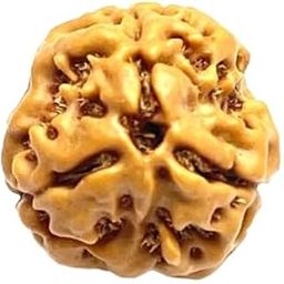 Dine Gems AAA+++ Three Mukhi Rudraksha with Silver Pendant 3 Mukhi Rudraksha Original Certified Brown Bead 3 Face Rudraksha trimukhi Rudraksha 3 Mukhi Rudraksha Locket for Men & Women-7