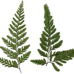 CBM CRAFTARA BY MONIKA Tail Fern Dry Flower | Natural Decor for Elegant Home & Wedding Decor | Perfect for DIY Craft Projects | Long-Lasting, Beautiful Floral Arrangement-image-72