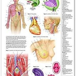 Lymphatic System Chart Guide - 24" x 36" Laminated Poster Chart - Anatomy Medical by Quick Reference Permacharts-image-25