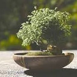 Bonsai plants for home indoor live real,indoor real live bonsai plantsfor home, Kamini Bonsai (Pack of 1 with pot)-image-58