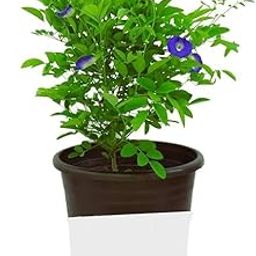 Floryzen Live Blue Aprajita Plant Butterfly Aprajita Pea Flower, Garden and Home Indoor & Outdoor Plant,With Pot Pack of 1-image-35