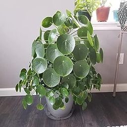 Chinese Money Plant,Pancake plant,Lefse plant,Missionary plant,Coin plant,Pilea peperomioides Healthy Live plant Actual Plant Height 0.5 ft to 1.5 ft (Hybrid, Pack of 1)-17