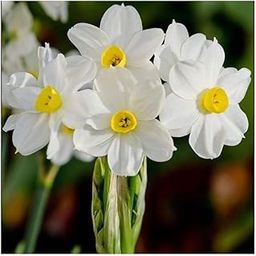 Live Green Perennial Scented Nargis Mix Flower Bulbs Packs (Set of 5 Bulbs)-image-41