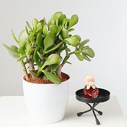 Paudha Store Beautiful Dhan Kuber Plant (Crasula) Money Attracting Plant |Pack of 1 With pot| Air Purifying Plant | Home Decorative | Live Lucky Jade Plant for Home Indoor Outdoor-image-22