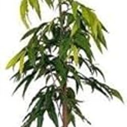 Live Ashok/Ashoka Tree Bonsai Beautiful Plant With Bonsai Pot - Home Decor Plant-image-38