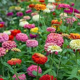 Hybrid Zinnia Flowers Mixed Colour Seeds For Your Garden, (Pack of 100 Seeds)-image-11