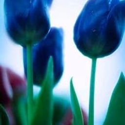 Ritz Farming� Tulip Bulbs?Blue Tulip Bulbs for Planting Now?Tulip Flowers,Dwarf Tulip Bulbs?Decorate The Garden, (Packn of 1, Blue color)-image-17