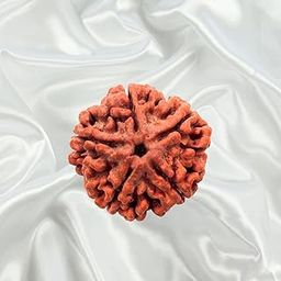 VEDIC RUDRAKSHA 5 Mukhi Nepal Rudraksha Medium-image-68