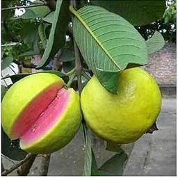 Premium Natural Organic Hybrid Taiwan Pink Guava Fruit Live Plant (Color: pink)-image-15