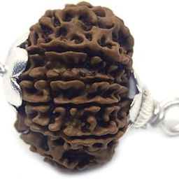 Rudrarise Nepali 20 Mukhi Rudraksha Original Certified by Lab Real & Rare Bees Mukhi Rudraksh Blessed by Lord Brahma AA++ Quality Ruthratcham Bead for Men & Women 20 मुखी रुद्राक्ष ओरिजिनल-picture-48