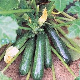 Gromax India Squash Green zucchini Seed Hybrid Long Zuchhini Vegetable Seeds Best For Home Gardening-image-9