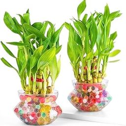 AXA X GREEN 2-Layer Lucky Bamboo Plant 4" with Glass Pot | Indoor Feng Shui & Vastu Good Luck Live Plant for Living Room, Office, Home Decor | Air Purifying Decorative, Money Plant (Pack of 2)-0