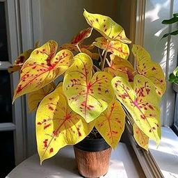 Caladiums Flower Bulbs for Home and Gardening Pack of 5 bulbs (YELLOW)-image-70