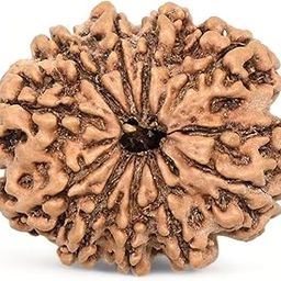 Nepali 10 Mukhi Rudraksha Beej by Rudramukhi.com - Achieve Balance, Peace, and Good Health!-picture-54