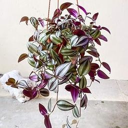 Tradescantia zebrina plant Green and Purple Leaf Wandering Jew Live Creeping Plant for Indoor Planters (Pack of 2)-image-40