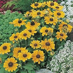 M-Tech Gardens Rare Rudbeckia " Toto " Exotic 30 Seeds for Growing-image-78