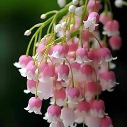 SVG® Lily of the Valley Imported Flower Bulbs for Home and Gardening Pack of 2 Bulbs (PINK)-image-64