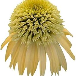 Nema Ratibida Columnifera Echinacea Seeds - Yellowish - 20 Seeds-picture-15