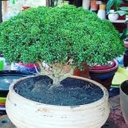 Oxygen plants for home indoor combo,Kamini plant (Pack of 2)-image-25