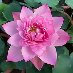 ALOCHUZ All Season Pink Lotus Tuber|Organic Water Lilies Lotus Bowl Aquatic Plant | Outdoor & Indoor Plant-image-22