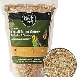 The Birds Company Foxtail Millet (Kangni), Bird Food for All Life Stages Canary, Finches, Waxbills, Budgies, Lovebirds, Cockatiels, Parrots & Parakeets, 450 g-picture-30