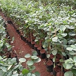 Lal chandan plant original || original plant for lal chandan pack of 2-image-71