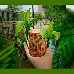 UGALOO Brazilian Wood (Brazilian Lucky Wood Live Plant Pack Of 2 Plant Big Size (8Inch To 12Inch))-image-36