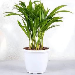 Amulya Farms Air Purifying Areca Palm Indoor Live Plants for Living Room, Home, Office, Table, Kitchen & Desk Decor | Best Plant For Balcony & Garden | 30 cms Height with 3 inches Pot (White) |-picture-17