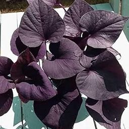 Gim Jack Galaxy Live Purple Sweet Potato Vine Plant Live Ornamental Hanging Ipomoea Batatas With plastic Pot-image-20