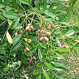 Golden Hills Farm Laxmi Taru Lakshmi Taru paradise-tree height big Simarouba glauca Bitterwood dysentery-bark lakshmi taru Living 1 Healthy Live Plant On poly Bag ghf15-image-4