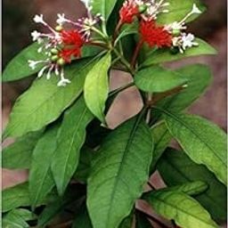 Original Sarpagandha Plant | Indian Snakeroot (Rauvolfia Serpentina) Healthy Live Herb/Medicinal/Ornamental Plant for Home Garden – Pack of 1-image-74